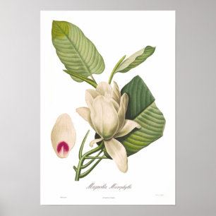 Magnolia macrophylla ポスター
