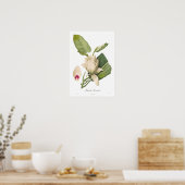 Magnolia macrophylla ポスター (キッチン)