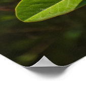 Magnolia of Corfu ポスター (角)