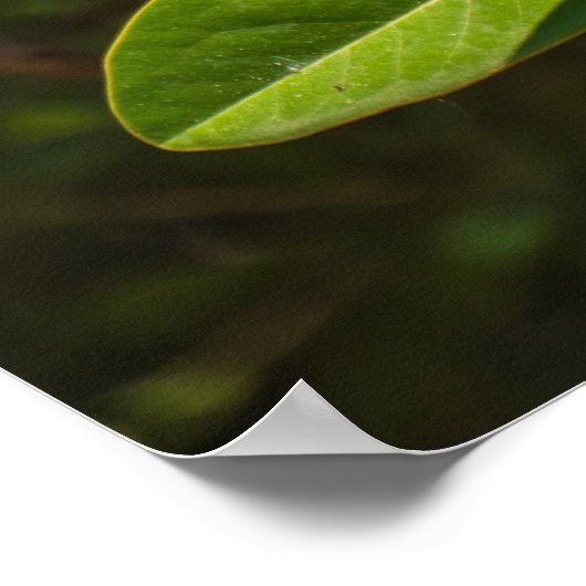 Magnolia of Corfu ポスター (角)