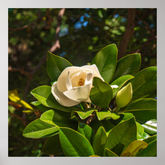 Magnolia of Corfu ポスター