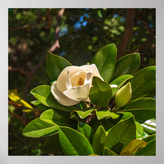 Magnolia of Corfu ポスター (正面)