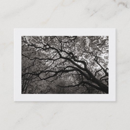 Magnolia Tree in Blossom 01 縁ど () 名刺 (正面)