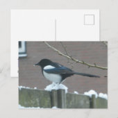 Magpie in the Snow DIY Postcard シーズンポストカード (正面/裏面)