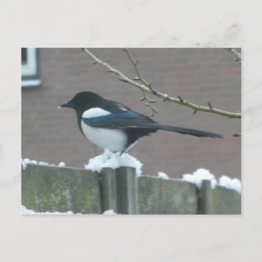 Magpie in the Snow DIY Postcard シーズンポストカード (正面)