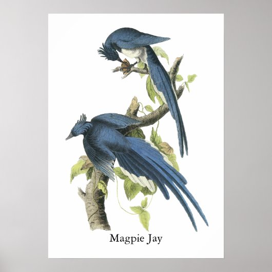 Magpie Jay, John Audubon ポスター (正面)