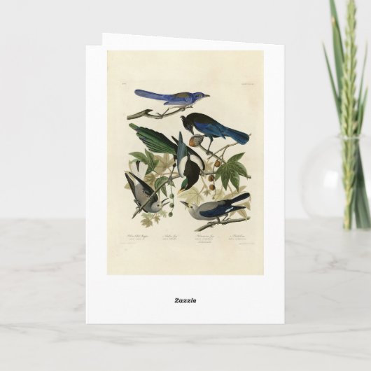 Magpie Jays & Nutcracker Audubon Birds of America カード (裏面)