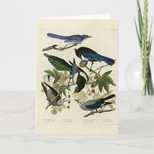 Magpie Jays & Nutcracker Audubon Birds of America カード (正面)