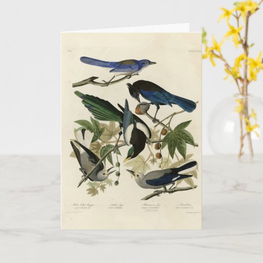 Magpie Jays & Nutcracker Audubon Birds of America カード (黄色い花)
