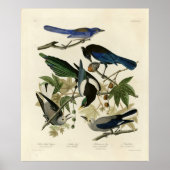 Magpie Jays & Nutcracker Audubon Birds of America ポスター (正面)