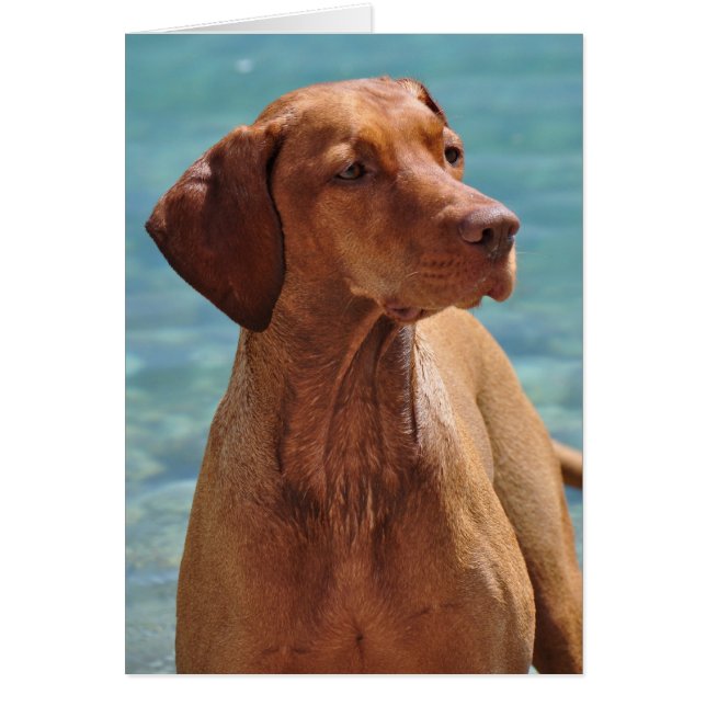 MagyarのVizsla犬 (正面)