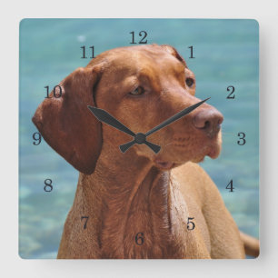 MagyarのVizsla犬 スクエア壁時計