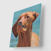 MagyarのVizsla犬 スクエア壁時計 (傾斜)
