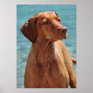 MagyarのVizsla犬 ポスター