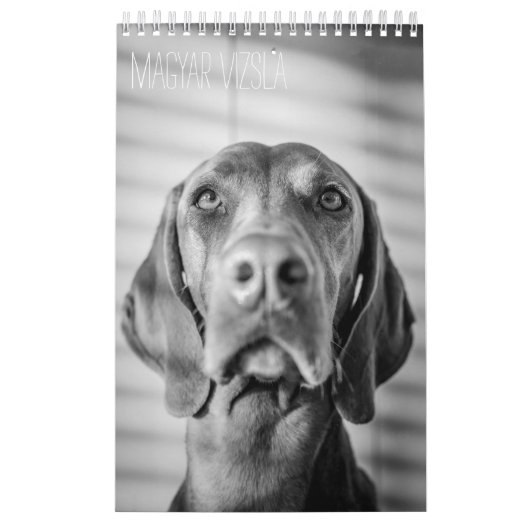 Magyar Vizsla Hunde Kalender black & white カレンダー (カバー)