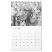 Magyar Vizsla Hunde Kalender black & white カレンダー (3月 2027)
