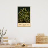 Maidenhair Fern – Vintage Botanical Illustration ポスター (キッチン)