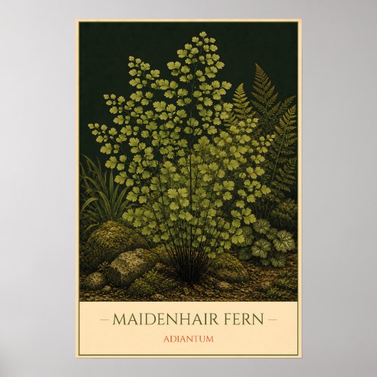 Maidenhair Fern – Vintage Botanical Illustration ポスター (正面)