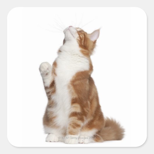 Maine Coon (6ヶ月)座って見上げる スクエアシール (正面)