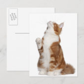 Maine Coon (6ヶ月)座って見上げる ポストカード (正面/裏面)