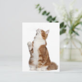 Maine Coon (6ヶ月)座って見上げる ポストカード (スタンド正面)