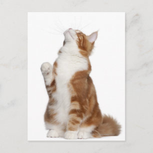 Maine Coon (6ヶ月)座って見上げる ポストカード