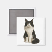 Maine Coon black and white Magnet マグネット (正面/裏面)