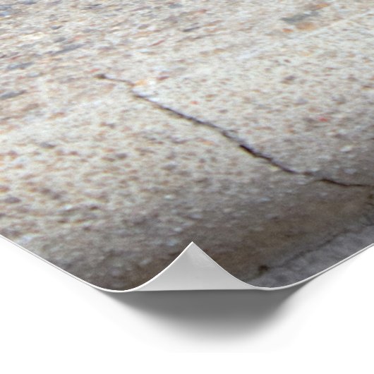 Maine Coon Cat写真 ポスター (角)