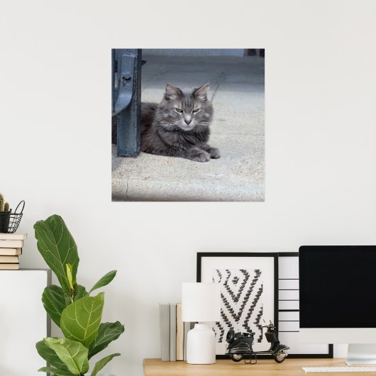 Maine Coon Cat写真 ポスター (ホームオフィス)