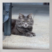 Maine Coon Cat写真 ポスター (正面)