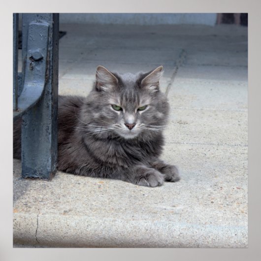 Maine Coon Cat写真 ポスター (正面)