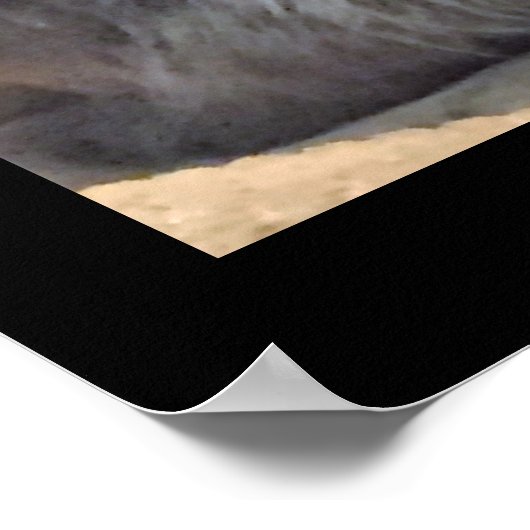 Maine Coon Cat写真 ポスター (角)