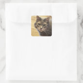Maine Coon Cat Photo Stickers スクエアシール (バッグ)