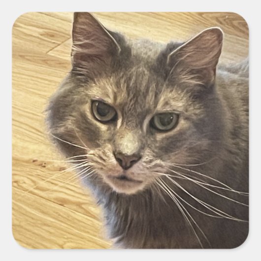 Maine Coon Cat Photo Stickers スクエアシール (正面)