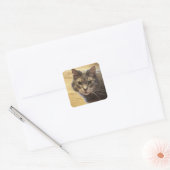 Maine Coon Cat Photo Stickers スクエアシール (封筒)