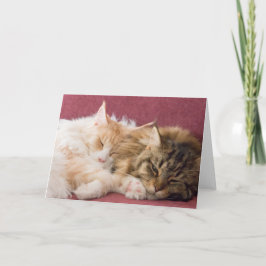 Maine Coon cats greeting card シーズンカード