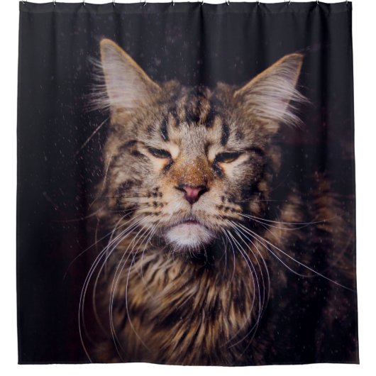maine coon on a black background younganimal,cat,c シャワーカーテン (正面)