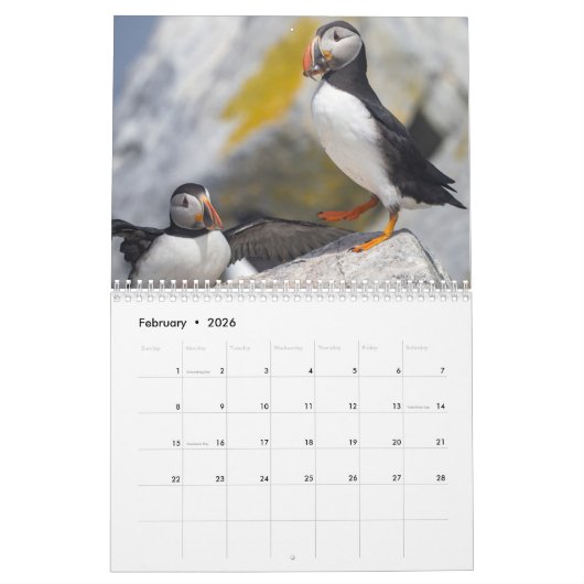 Maine’s Atlantic Puffins: Coasting Into 2026  カレンダー (2月 2026)
