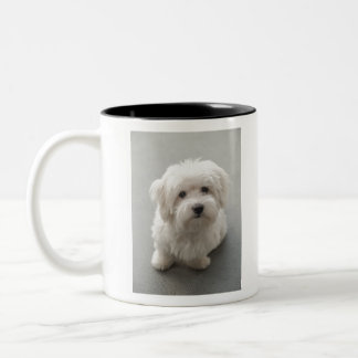 Maisie Coton de Tulear Puppy ツートーンマグカップ
