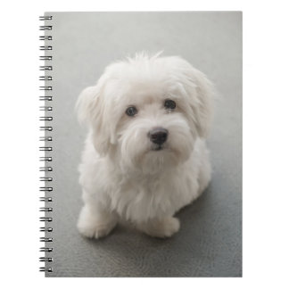Maisie Coton de Tulear Puppy ノートブック