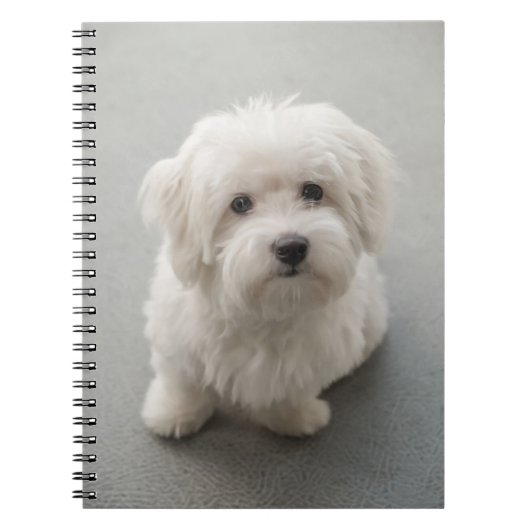 Maisie Coton de Tulear Puppy ノートブック (正面)