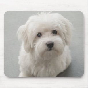 Maisie Coton de Tulear Puppy マウスパッド