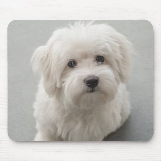 Maisie Coton de Tulear Puppy マウスパッド (正面)
