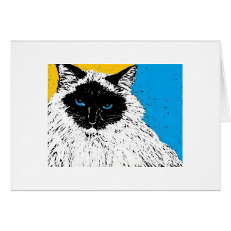 maisie ragdoll猫