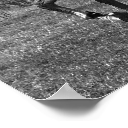 Majestic ポスター (角)