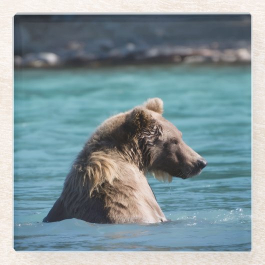 Majestic Alaskan Brown Bear ガラスコースター (正面)