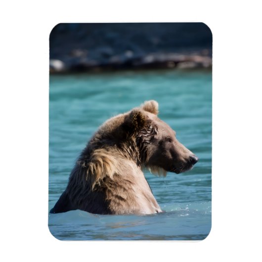 Majestic Alaskan Brown Bear マグネット (縦)