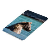 Majestic Alaskan Brown Bear マグネット (左側)