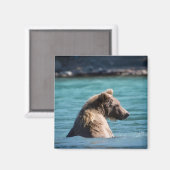 Majestic Alaskan Brown Bear マグネット (正面/裏面)