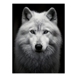Majestic Arctic Wolf Portrait in High Contrast Bla ポスター